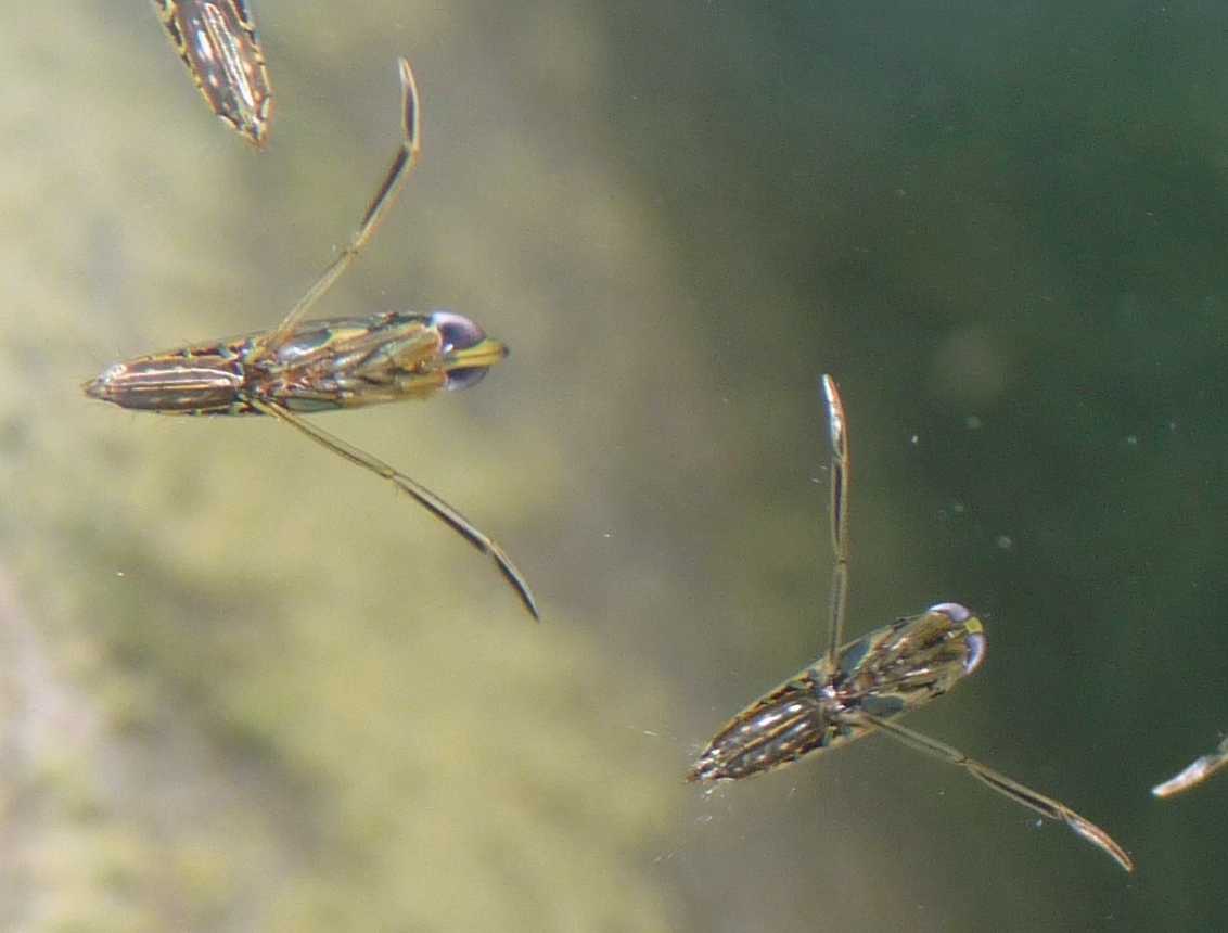 Notonectidae: Anisops sardeus del Lazio